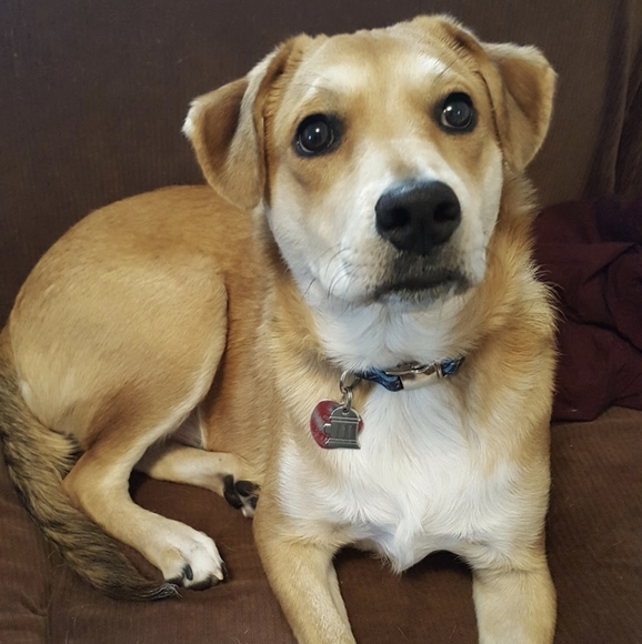 Meet your Posher, Samantha - Picture 3 of 4